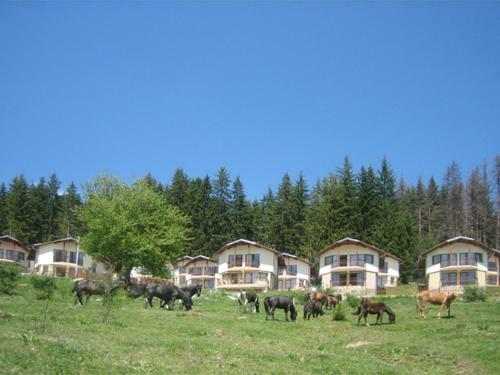 Amampuri Village