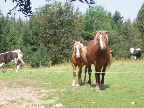 Hostal Ferme Du Haut Barba