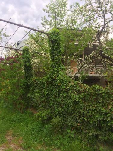 Nino's Veranda Apartment