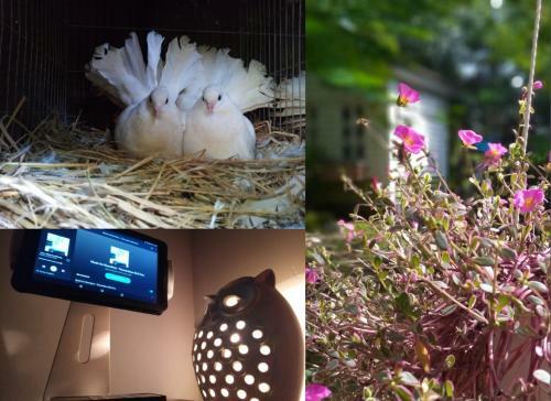 Giao Diem Homestay