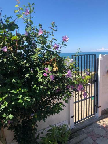 Hostal Alie Parusa Guesthouse