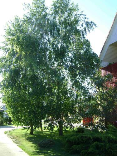 Hostal Aranyes? Vend�gh�z
