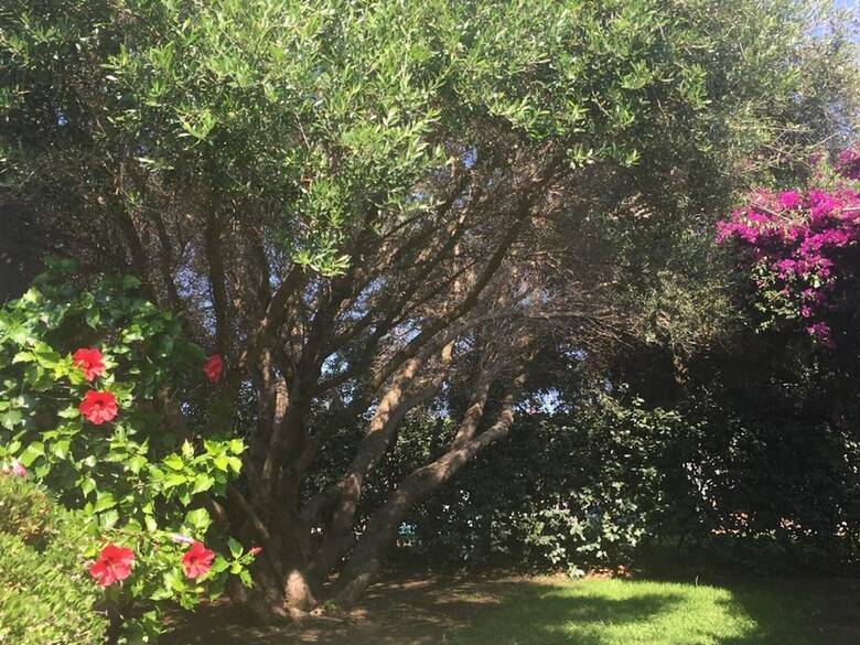 Welcoming Villa In Stintino With Private Swimming Pool