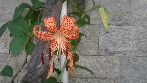 Hostal House Of Flowers