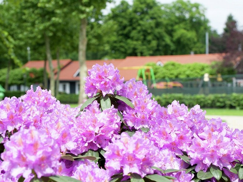 Attractive Bungalow With A Terrace At The Bedafse Bergen