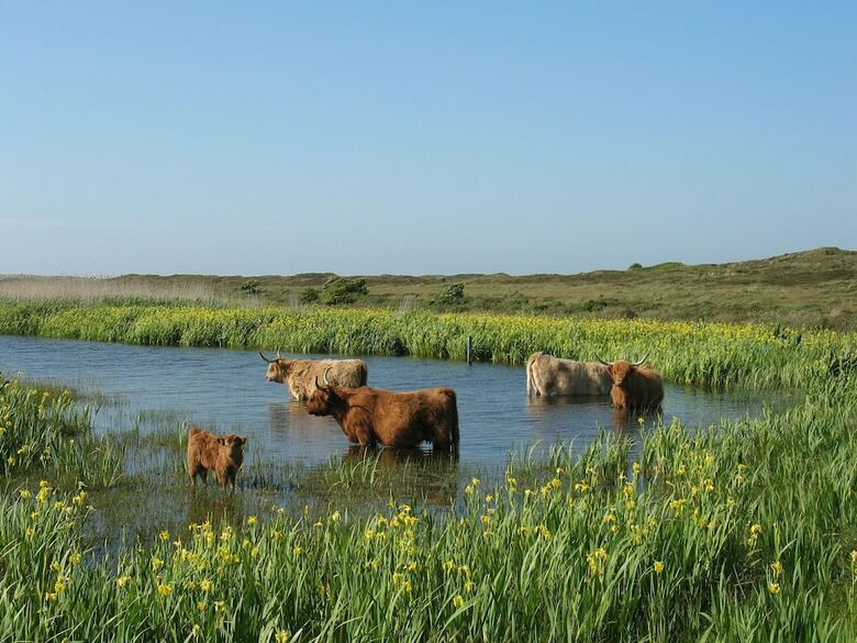 Comfortable Chalet With Dishwasher, In The Texel Dune Areal