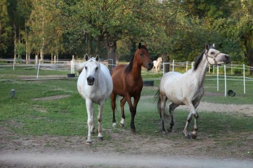 Agroturismo Wierzbowe Ranczo