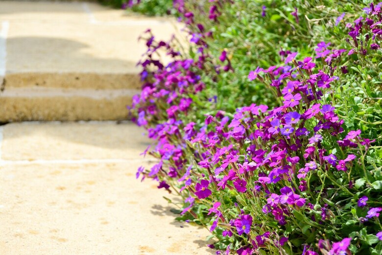 Hotel Lilas Grenadine