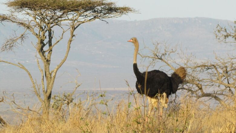Hotel Buffalo Hill Safari Lodge