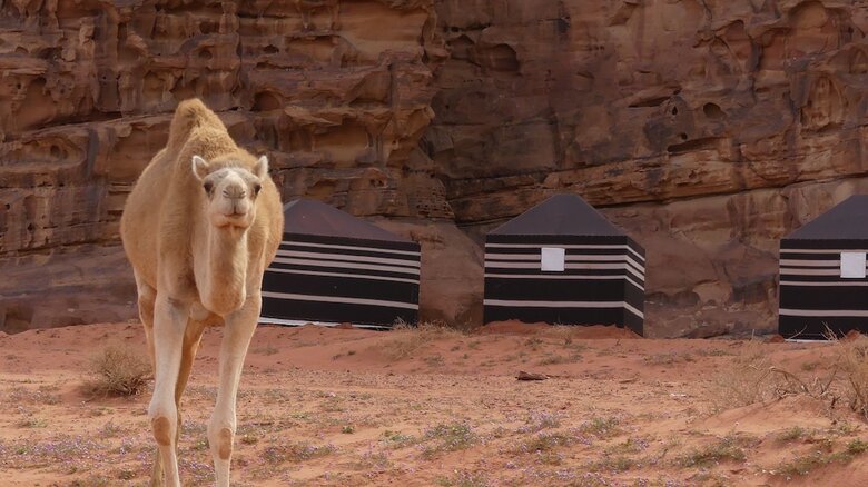 Wadi Rum Desert Tours Camp