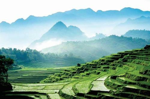 Hotel P�lu�ng Jungle King Homestay