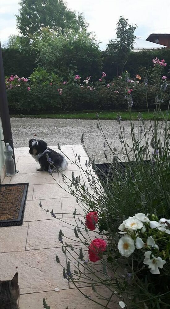 Green Rose Bed And Breakfast