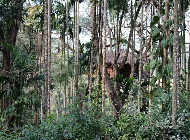 Hotel Tranquil Resort Wayanad
