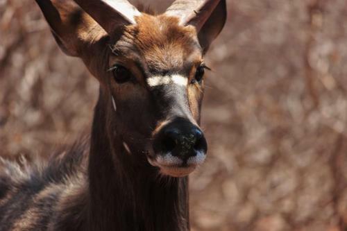 Chinaka Game Lodge