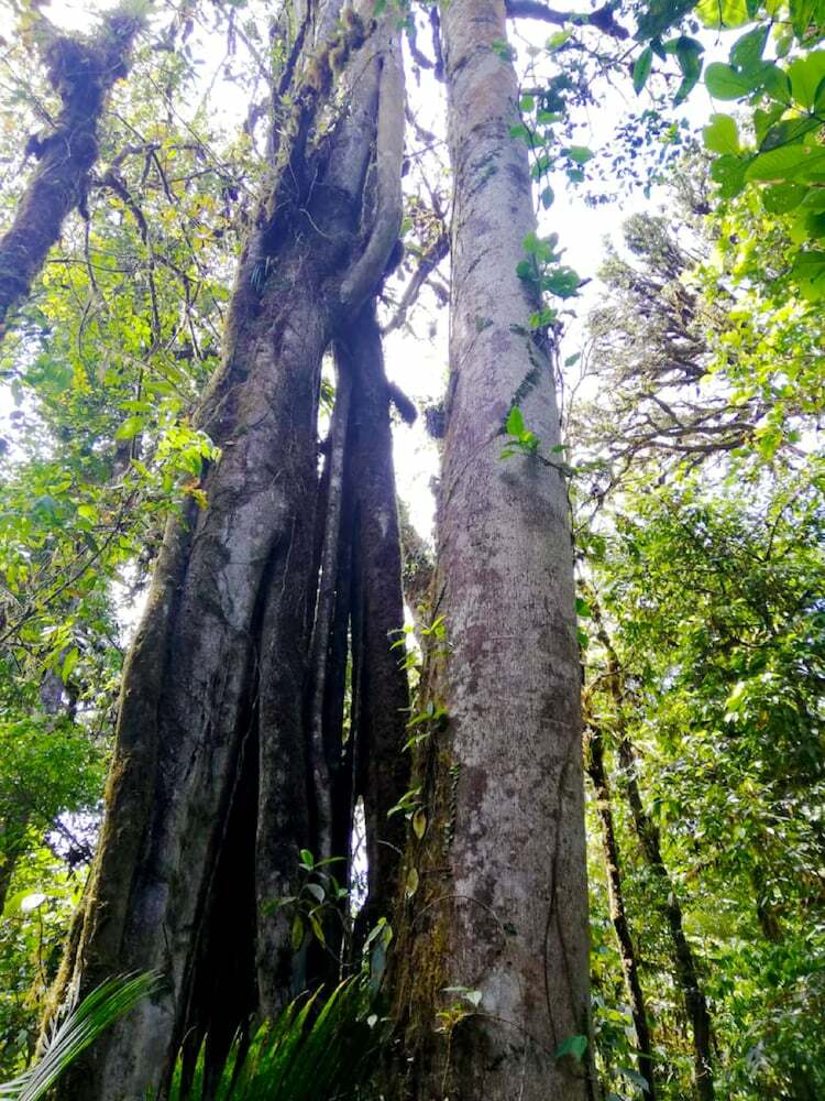 Caba�as Las Orquideas