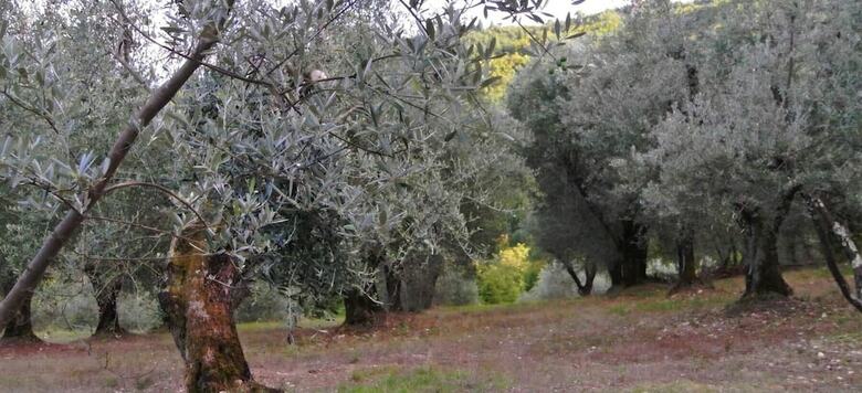 Agroturismo Piccolo Campagna