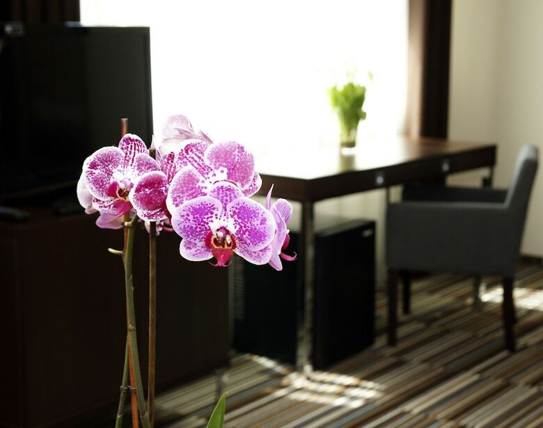 Bed & Breakfast City Center House Elephant
