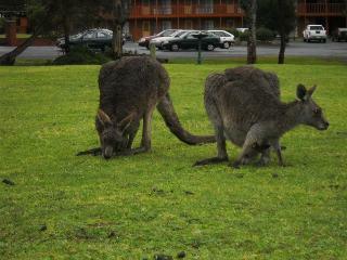 Halls Gap Motel