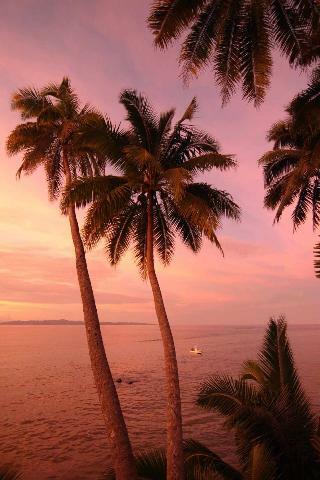Hotel Taveuni Palms Resort