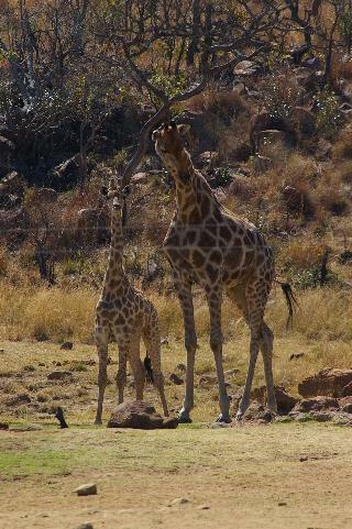 Hotel Izingwe Lodge