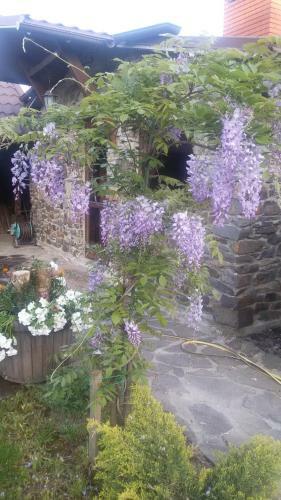 Hostal Adonis