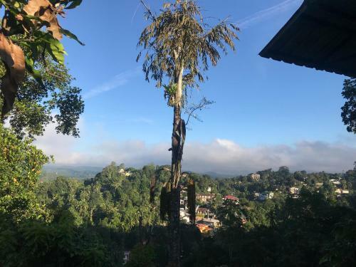 Hotel Amigo S Home Stay