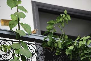 Hotel Bougainvillea Riad