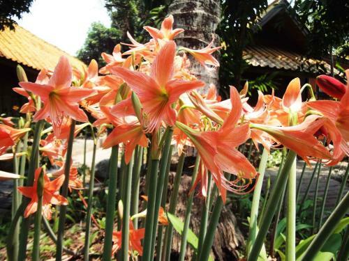 Hotel Areeya Phuree Resort Thaton