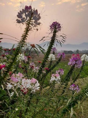 Lodge Phu Pai Art Resort