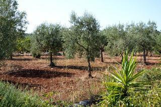 Hotel Masseria Magli Resort