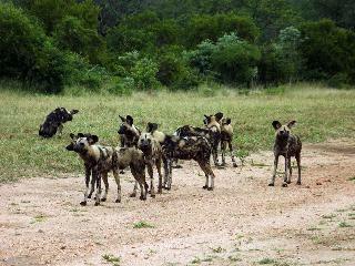 Hotel Elephant Plains Game Lodge