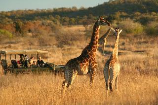 Hotel Makweti Safari Lodge