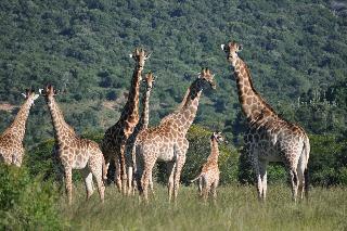 Hotel Hopewell Private Game Reserve