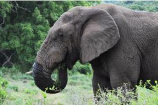 Hotel Hopewell Private Game Reserve
