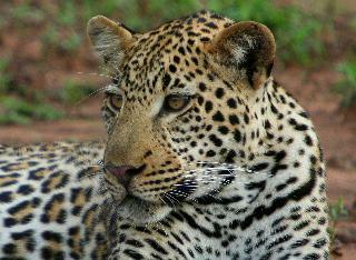 Hotel Shiduli Private Game Lodge