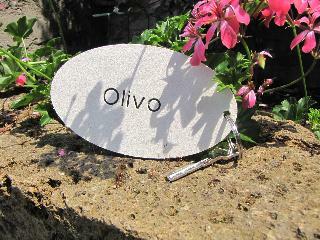 Villa Olivo