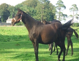 Bed & Breakfast Cloncarlin House