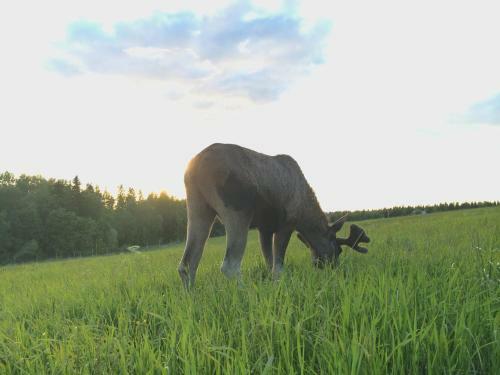 Moose Garden