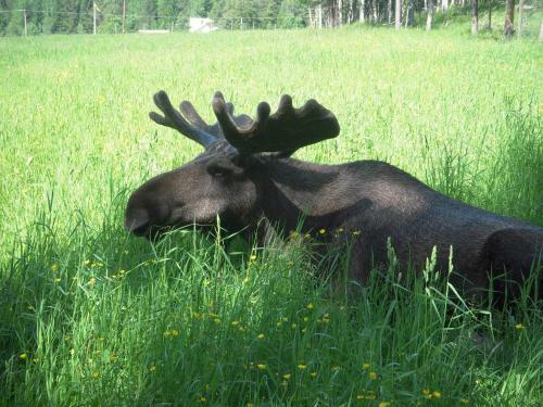 Moose Garden