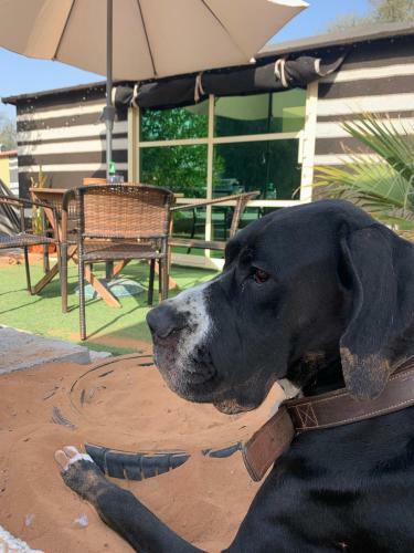 Rak Glamping