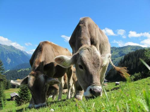 Hirnreit Leogang