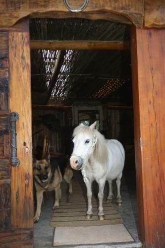 Agroturismo T'niqua Stable Inn