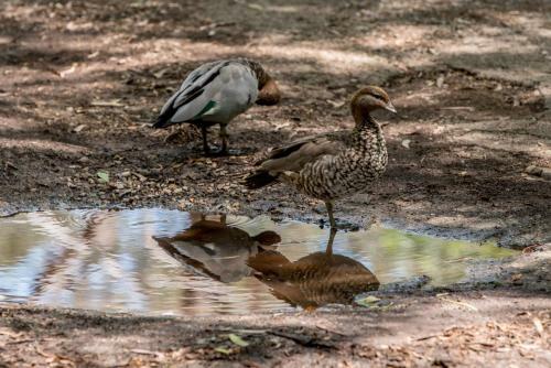 Belair National Park Holiday Park
