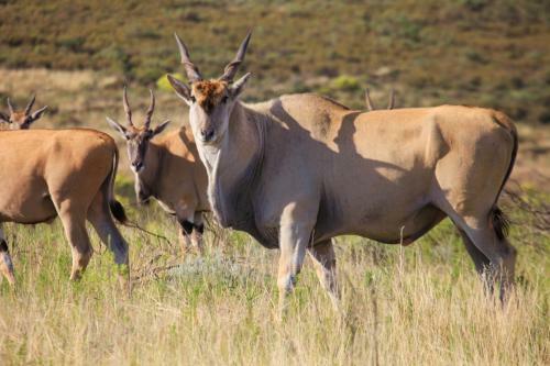 Lodge Botlierskop Private Game Reserve