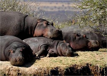 Ditholo Game Lodge
