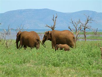 White Elephant Safari Lodge