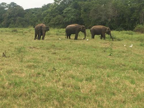 Hostal Sunflower Inn Sigiriya