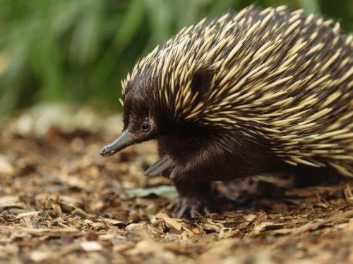 Hotel Wildlife Retreat At Taronga