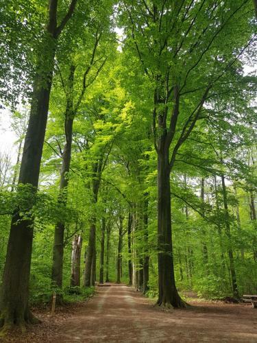 Bed & Breakfast Boslucht Leuven