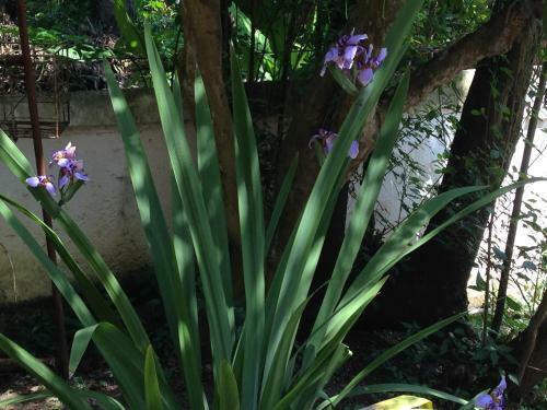 Bed & Breakfast Casa Flor Paquet�